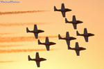 snowbirds.7685s